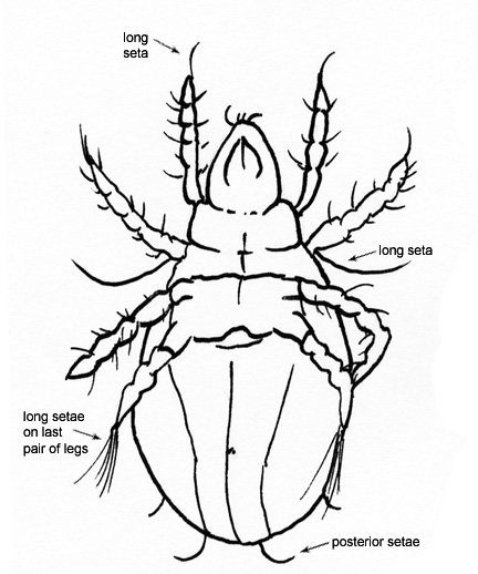 Drawing of 12C (ventral)