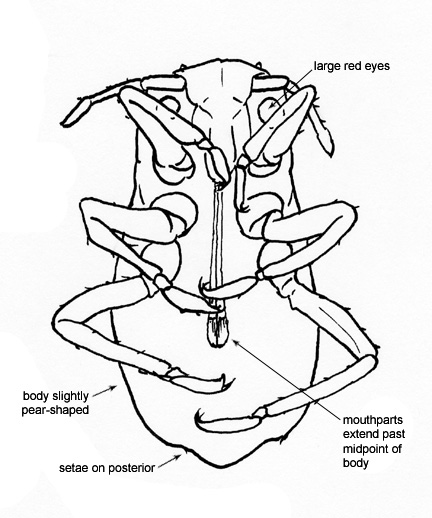 Drawing of 12D (ventral)