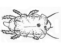 Drawing of 13A (dorsal)
