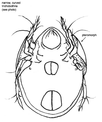 Drawing of 13C (ventral)