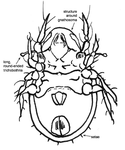 Drawing of 14B (ventral)