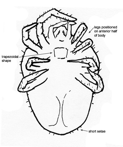 Drawing of 15D (ventral)
