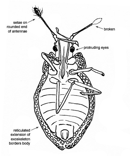 Drawing of 17B (ventral)