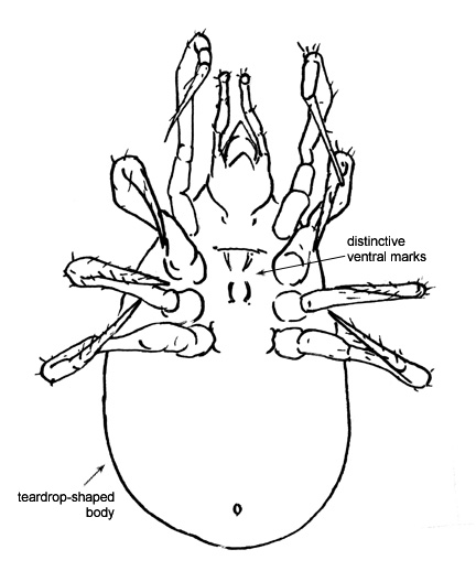 Drawing of 17E (ventral)