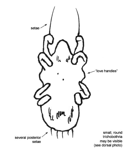 Drawing of 18A (ventral)