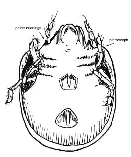 Drawing of 18D (ventral)