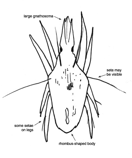 Drawing of 18E (dorsal)