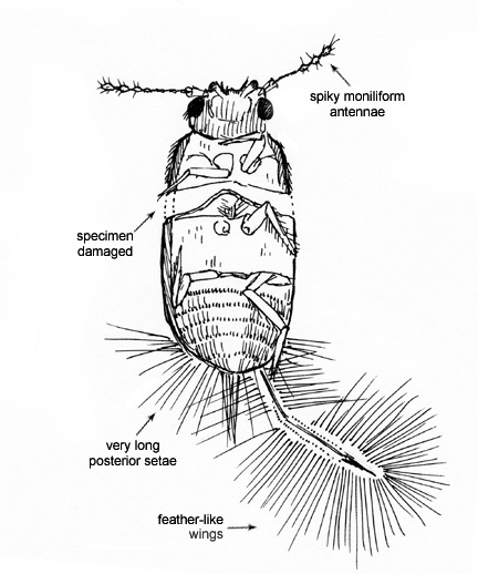 Drawing of 19E (ventral)