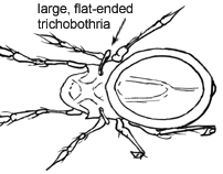 Drawing of 1A (dorsal)