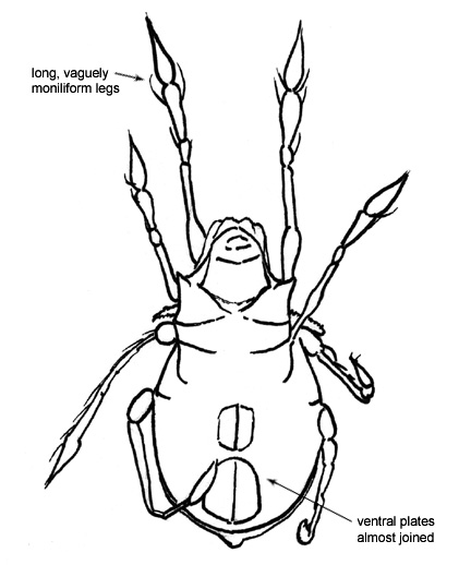 Drawing of 1A (ventral)