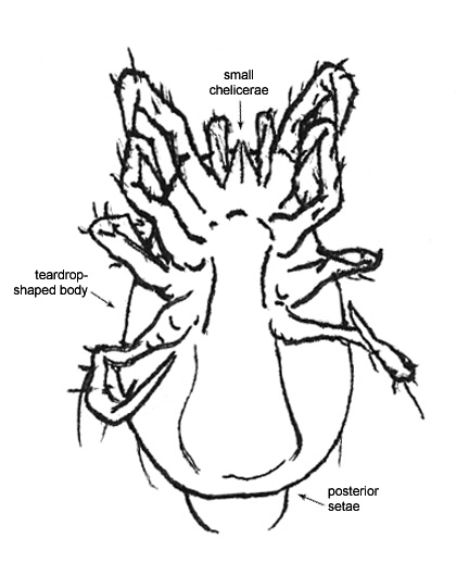 Drawing of 1C (ventral)
