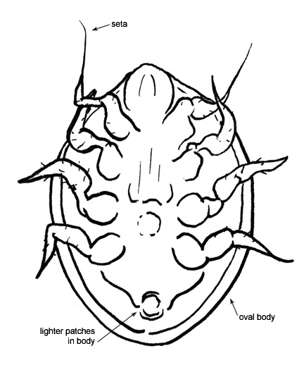 Drawing of 1E (ventral)