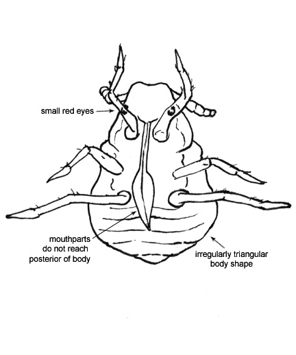 Drawing of 1I (ventral)