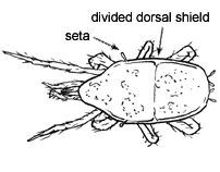 Drawing of 1M (dorsal)