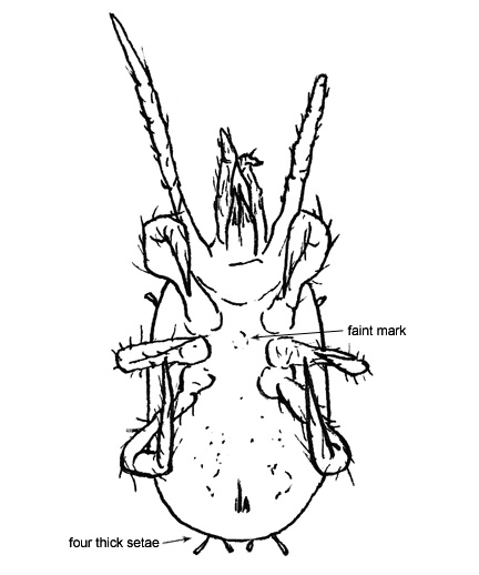 Drawing of 1M (ventral)