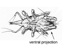 Drawing of 1S (ventral)