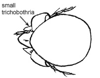 Drawing of 2A (dorsal)