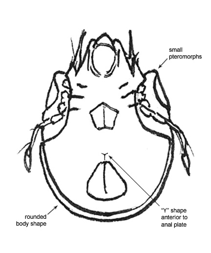 Drawing of 2A (ventral)