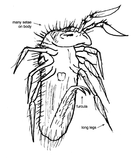 Drawing of 2E (ventral)