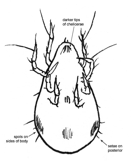 Drawing of 2H (ventral)