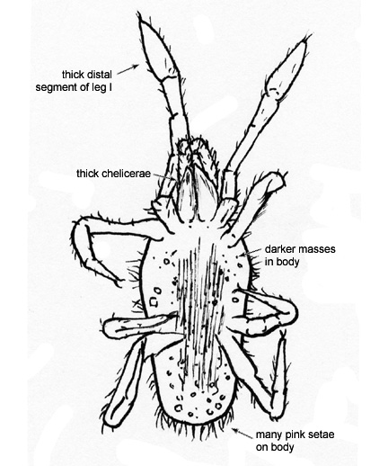 Drawing of 2J (ventral)
