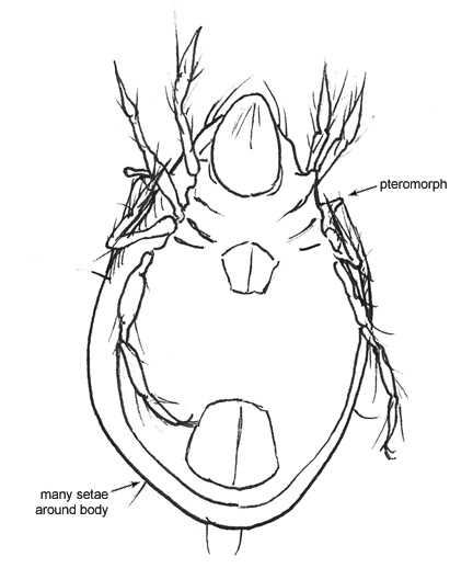 Drawing of 2L (ventral)