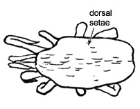 Drawing of 2M (dorsal)