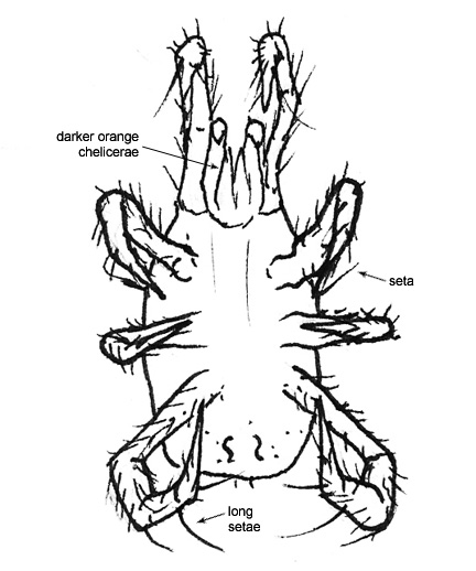 Drawing of 2O (ventral)