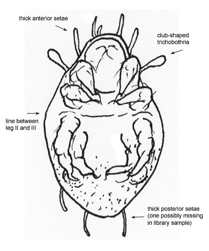 Drawing of 2U (ventral)