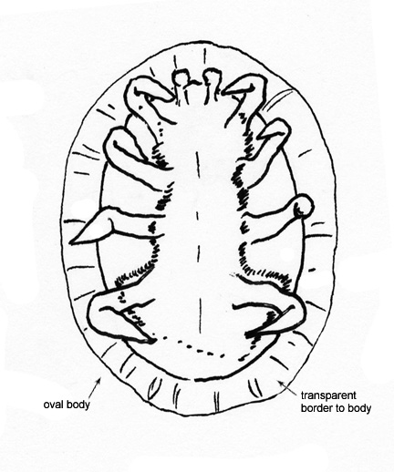 Drawing of 3B (ventral)