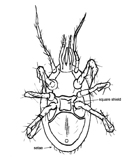Drawing of 3F (ventral)