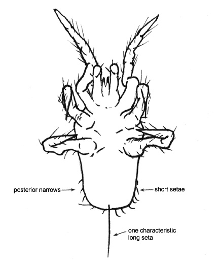 Drawing of 3G (ventral)