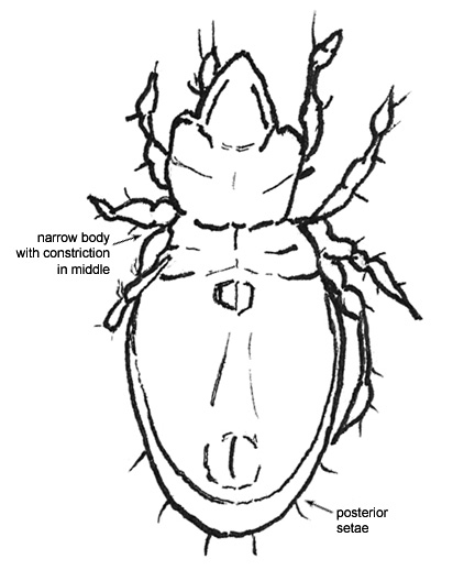 Drawing of 3K (ventral)