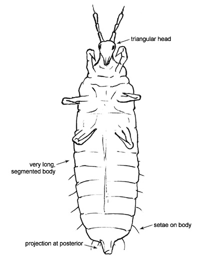 Drawing of 3L (ventral)