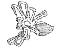 Drawing of 3M (ventral)