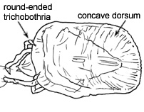Drawing of 3N (dorsal)