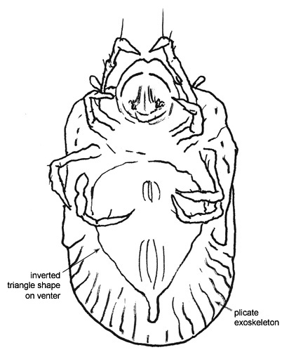 Drawing of 3N (ventral)