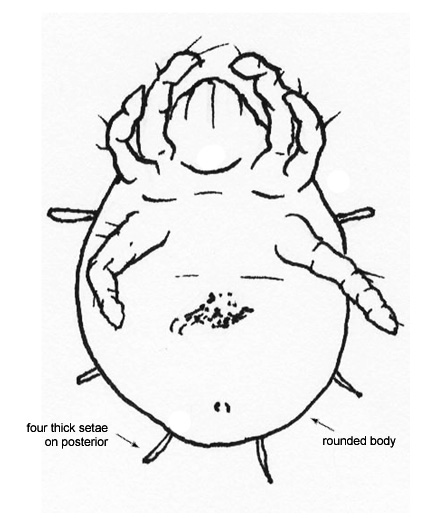 Drawing of 3P (ventral)