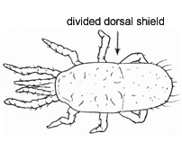 Drawing of 3S (dorsal)