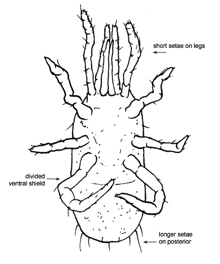 Drawing of 3S (ventral)