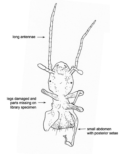 Drawing of 3T (ventral)