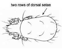 Drawing of 3U (dorsal)