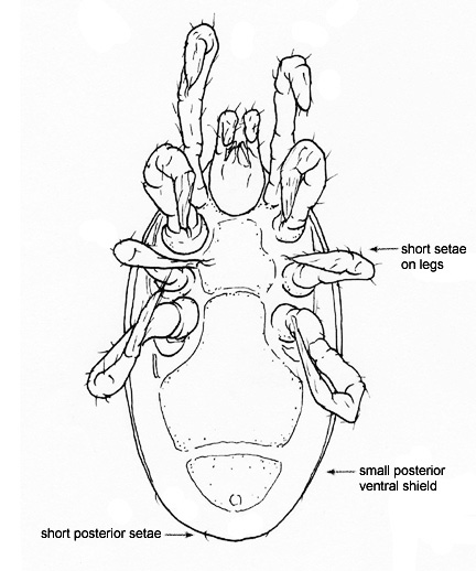 Drawing of 3V (ventral)