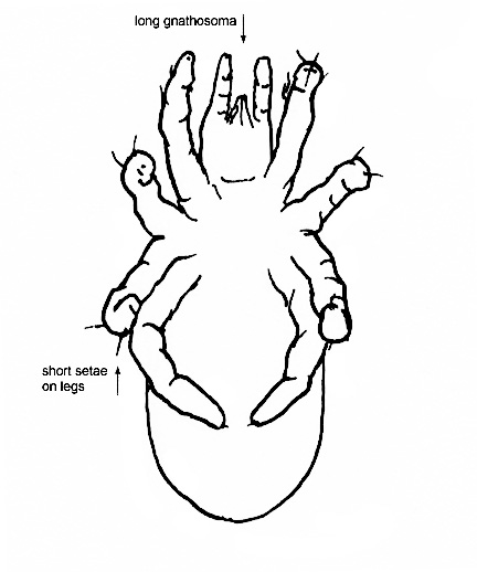 Drawing of 3X (ventral)