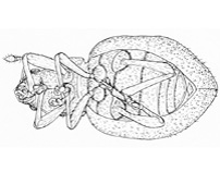 Drawing of 3Z (ventral)