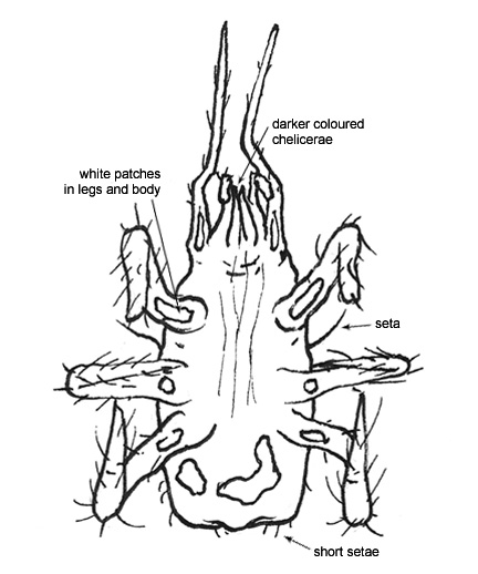Drawing of 4B (ventral)
