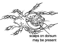 Drawing of 4E (dorsal)