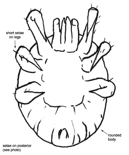 Drawing of 4F (ventral)