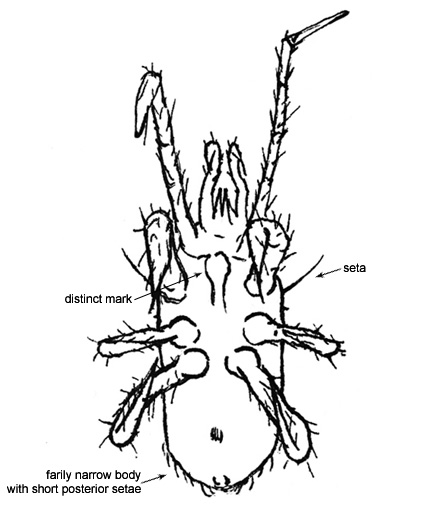 Drawing of 4H (ventral)