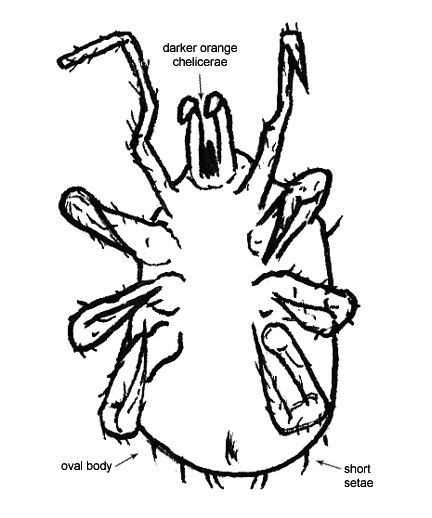 Drawing of 4I (ventral)